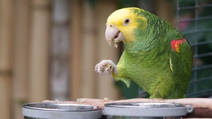 Parrot Eating Pellets
