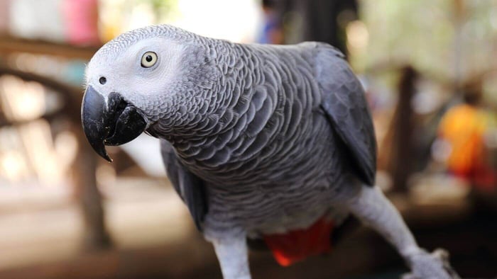 African Grey Parrot