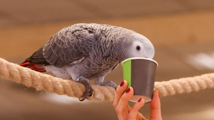 Handing African Grey a Paper Cup
