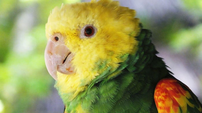 Double Yellow-headed Amazon (Amazona oratrix)