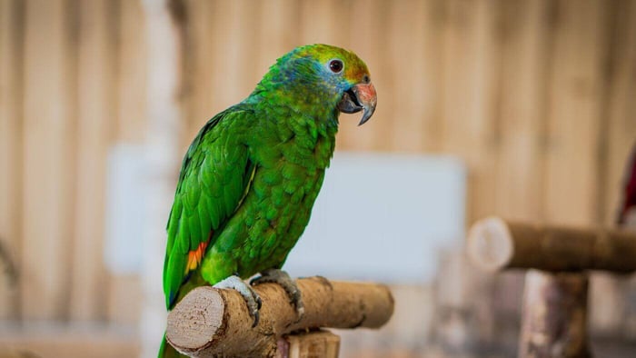 Blue-cheeked Amazon (Amazona dufresniana)