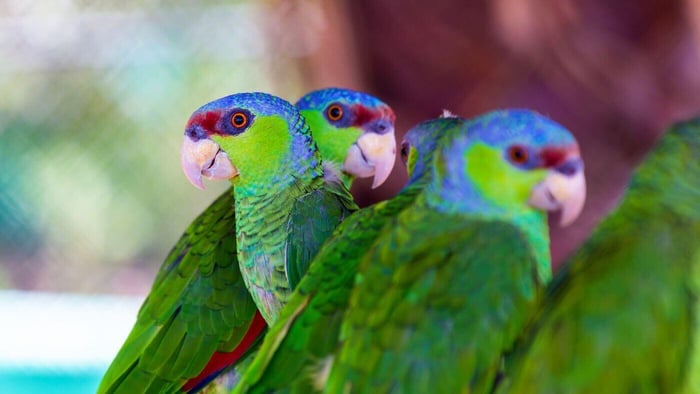 Lilac-crowned Amazon (Amazona finschi)