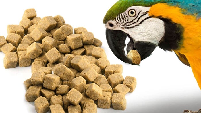 Parrot Eating Pellets