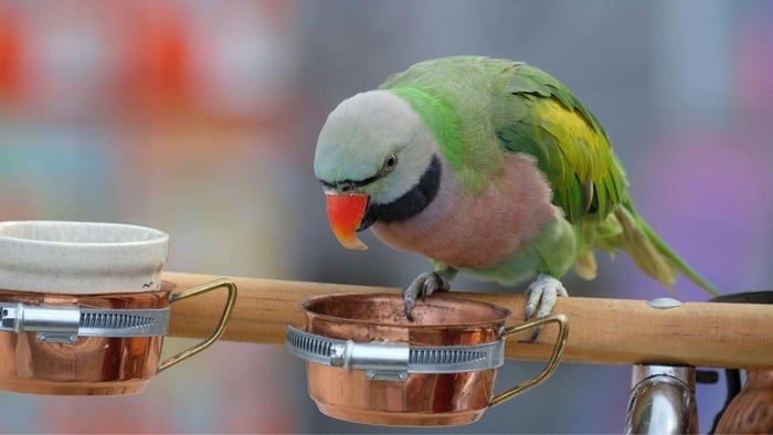 Parrot Eating from Bowl