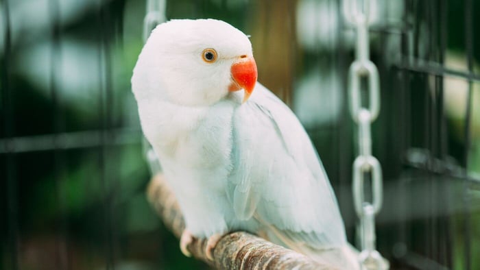 Indian Ringneck Pet Parrot