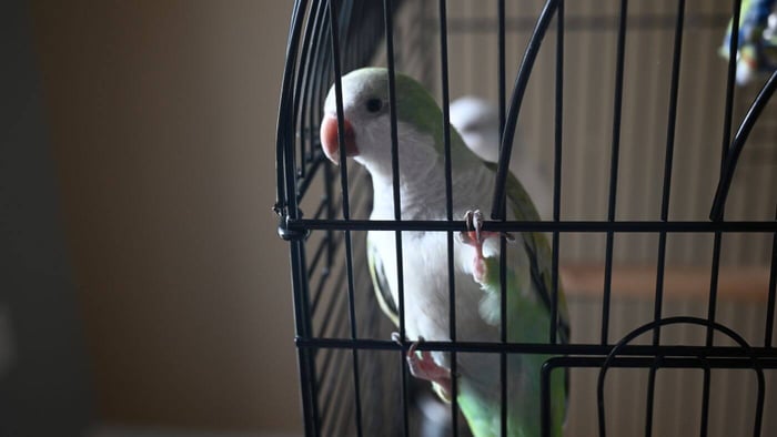 Quaker Parrot Cage