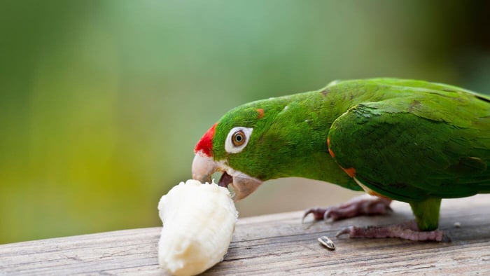 Parrot Eating Banana