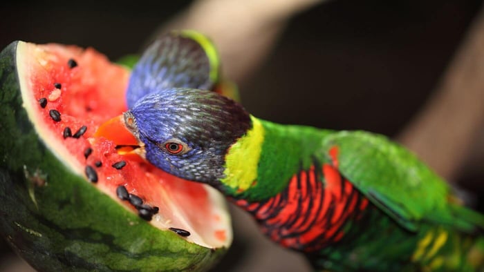 Rainbow Lorikeets Eating Watermelon