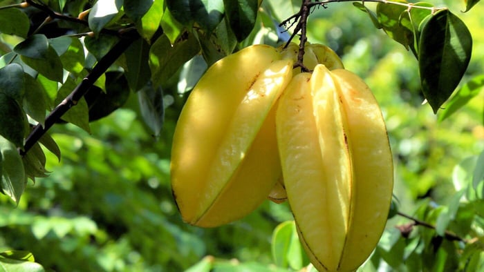 Yellow Starfruit