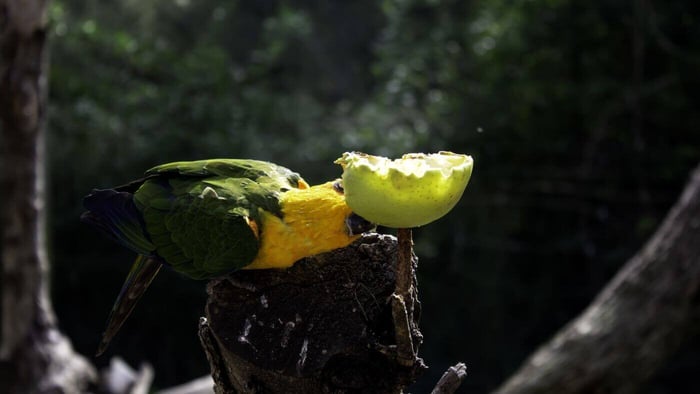 Parrot Eating Apple