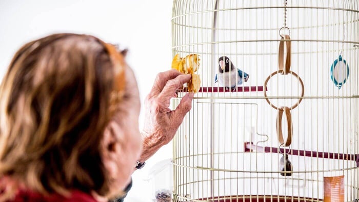 feeding a lovebird