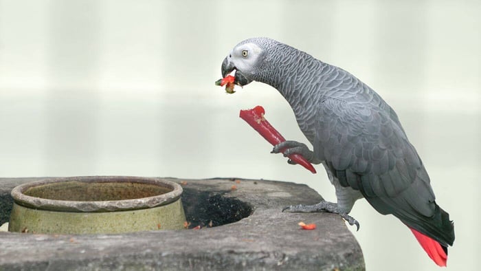 African Grey Parrot Eating Pepper