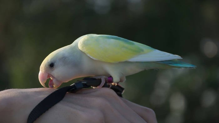 Pet Lovebird on Hand