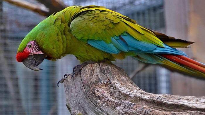 Military Macaw
