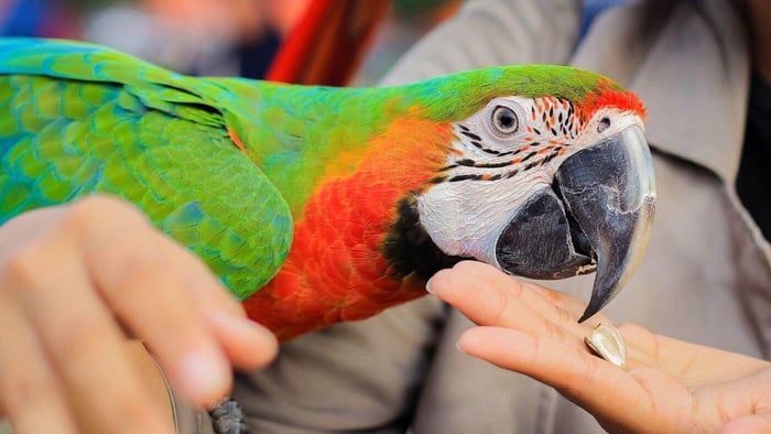 Giving Macaw Seeds