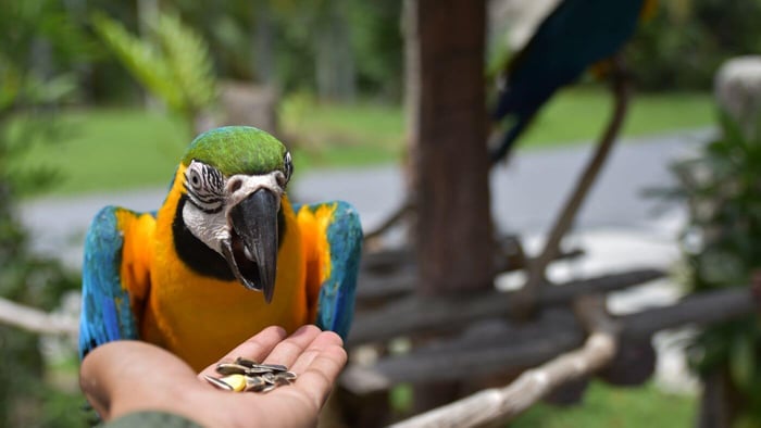 Feeding Seeds to a Macaw