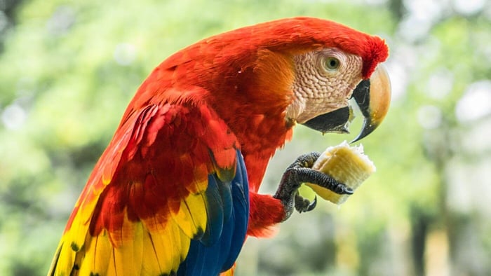 Macaw Eating Banana