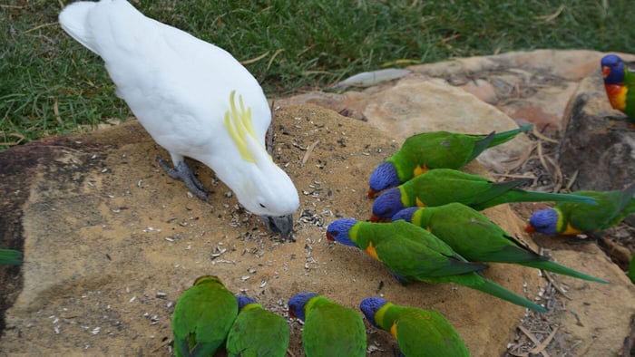 Cockatoo & Lorikeets Eating Seeds