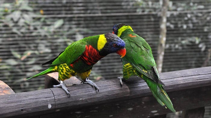 Difference Between Cockatoos and Lorikeets - Housing