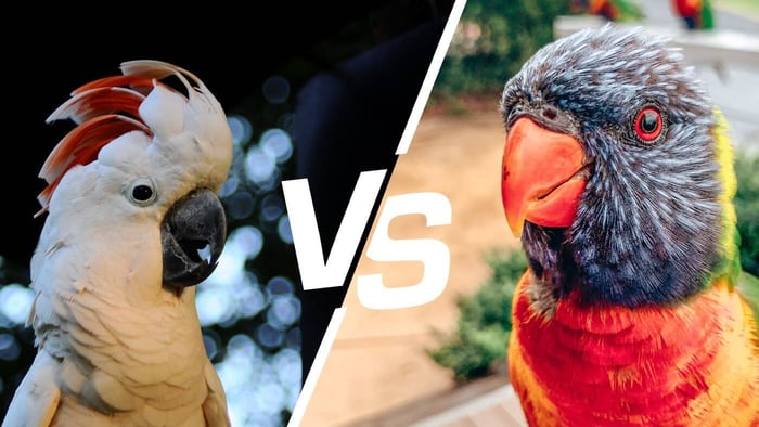Difference Between Cockatoos and Lorikeets