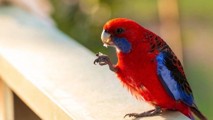 Rosella Parrot Eating