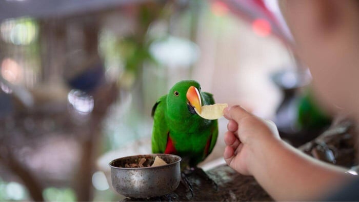 Feeding an Eclectus