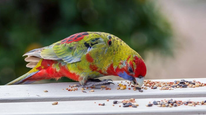 Parrot Eating Seed Diet
