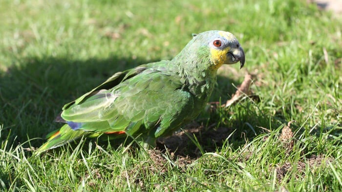 Basil, a Wild-caught Orange-Winged Amazon