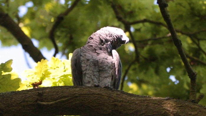 African Grey Parrot Escaped