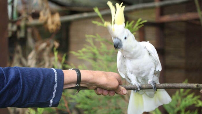 Parrot Step Up