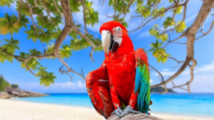 The Modern Parrot
