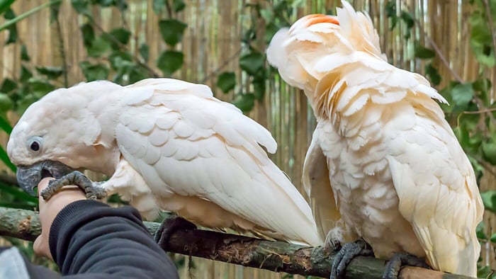 Cockatoo Biting