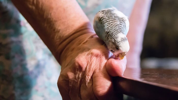 Why Do Parrots Bite