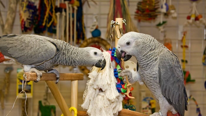 African Grey Parrots