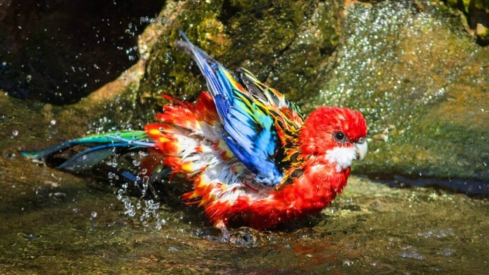 Rosella Parrot bathing