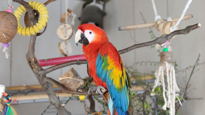 Enhancing Your Parrot's Life with Parrot Essentials