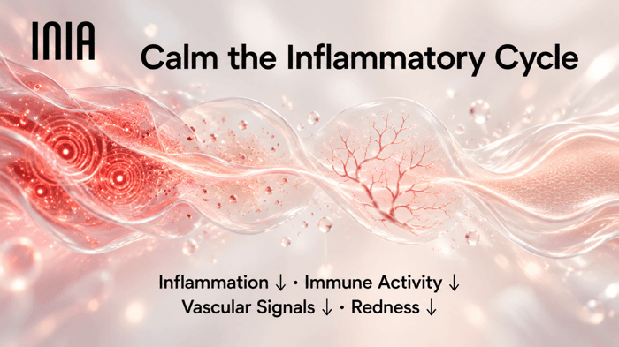 Illustration showing lower inflammation, immune activity, vascular signals, and redness along the rosacea inflammatory cycle