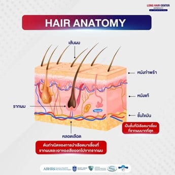 ทำความรู้จัก กราฟต์ผมคืออะไร?