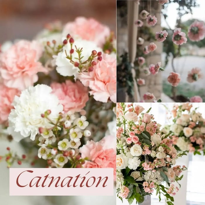 คาร์เนชั่น (Carnation) - ดอกไม้งานแต่งงาน