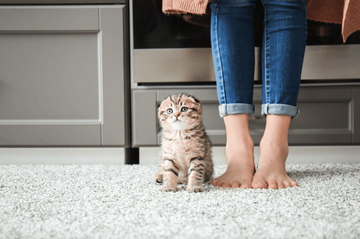 Berber carpet from JP Flooring