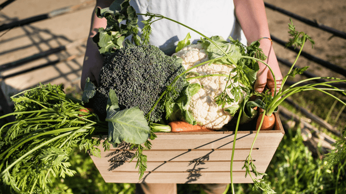 Earth friendly products and ideas for sustainable living inspired by the past