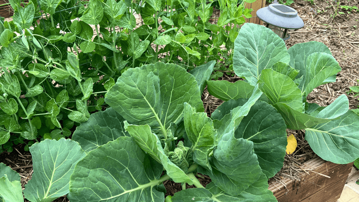 Cabbage and peas growing in a thriving backyard, featured in our blog 'Sustainable Gardening for Beginners: How to Grow a Healthier Planet