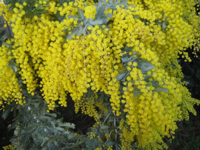 Remembrance Day Poppy and Wattle