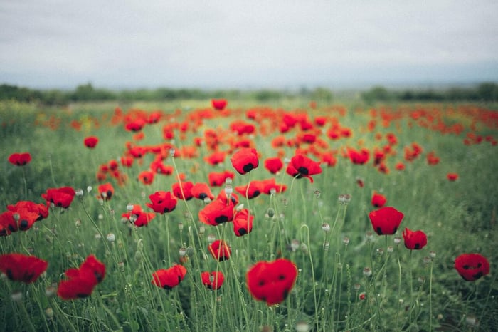In Flanders Fields