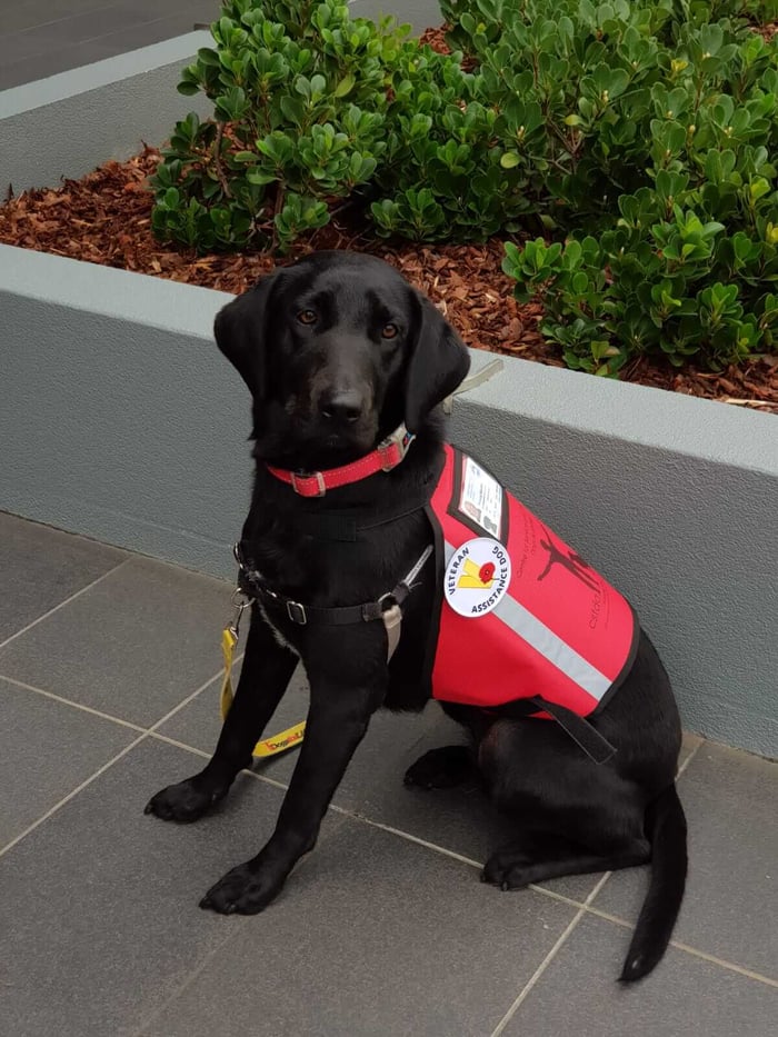 How a Dog Can Change a Life