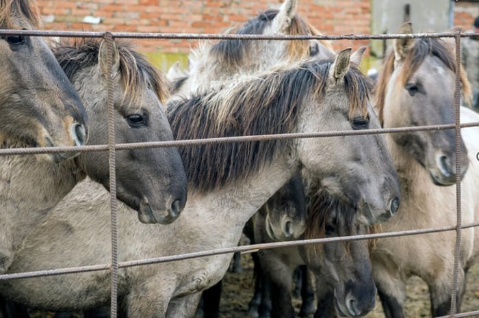 Help Is Desperately Needed for Horses in Ukraine