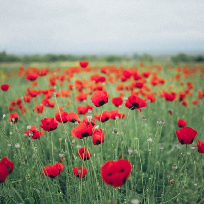 In Flanders Fields
