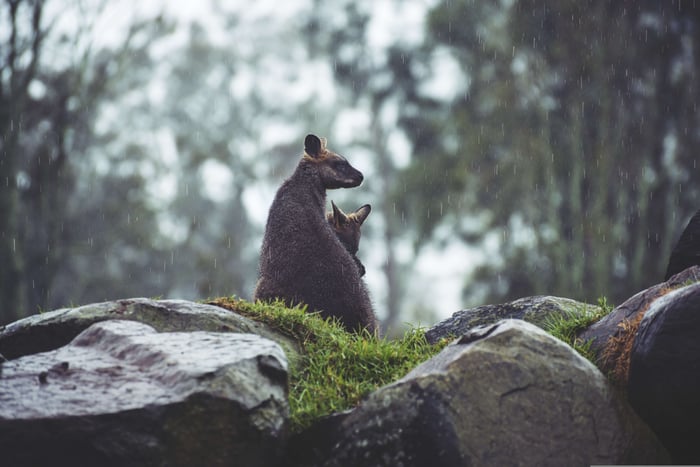 kangaroos-1869759