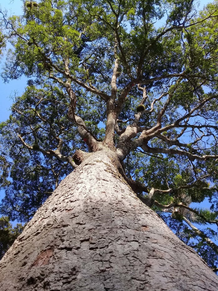 Copaiba tree