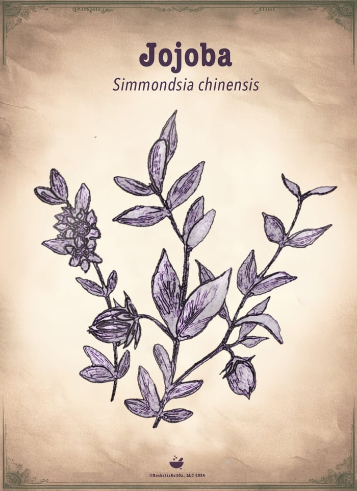 Why we choose jojoba oil for face, body & intimate blends